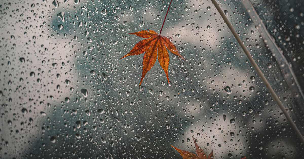 5 Perfect Books for a Rainy September Day: Your Cozy Reading Companion Guide